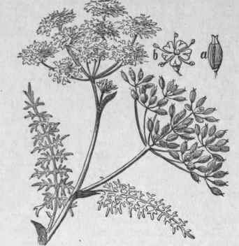 Caraway.