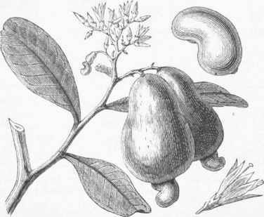 Cashew Nut.