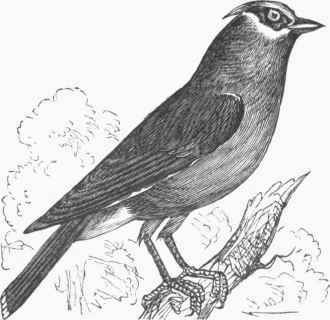 Cedar Bird (Bombycilla cedrorum).