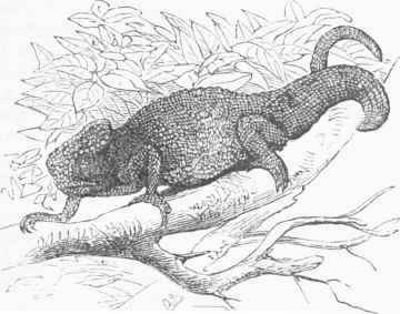 Chameleon (Charaelio vulgaris).