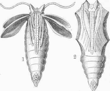 Chrysalis 0400269