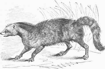 Civet (Viverra civetta).