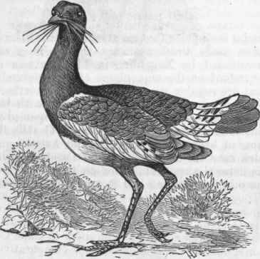 Great Bustard (Otis tarda).