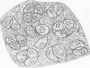 Homogeneous Substance and Cells of Cartilage.