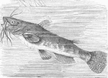 Horned Pout (Pimelodus atrarius).