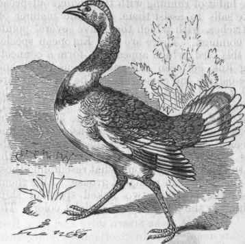 Little Bustard (Otis tetrax).