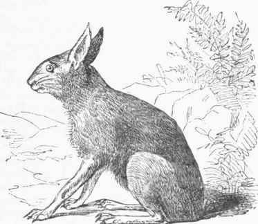 Patagonian Cavy (Dolichotis Patachonica).