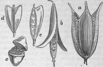 Principal kinds of Capsules or Three valved Capsule.