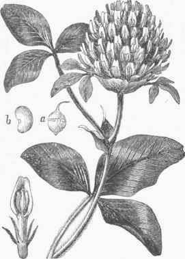 Red Clover (Trifoliuin pratensc). a. Pod. b. Seed.