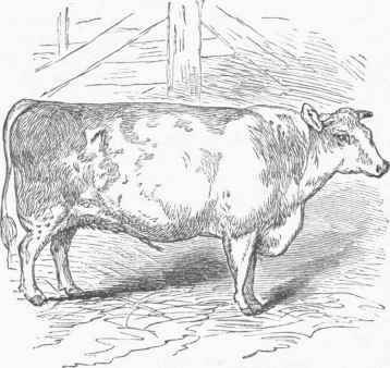 Short Horn Durham Bull.
