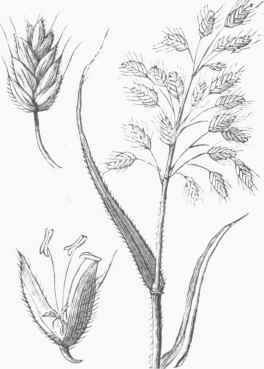 Soft Chess (Bromus mollis).