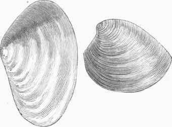 Soft Clam (Mya arenaria) and Quahaug (Venus mercenaria).