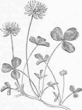 White Clover (Trifolium repens).