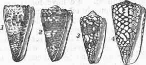1. Conus imperialis. 2. C. zonatus. 3. C. nocturnus. 4. C. marmoreus.