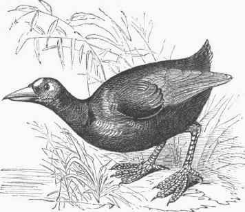 American Coot (Fulica Americana).