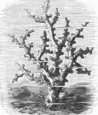 Branching Coral.