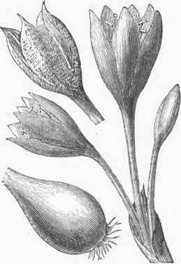 Colchicum.