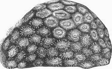 Coral Animals (Astraea pallida).