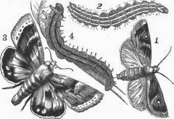 Cotton Worm.   1, 2. Noctua xylina and larva. 3, 4. Heli othes and larva.