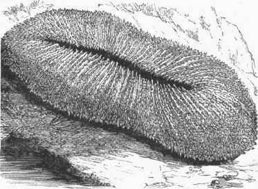 Fungia echinata.