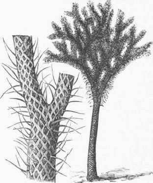 Lepidodendron Sternbergii.