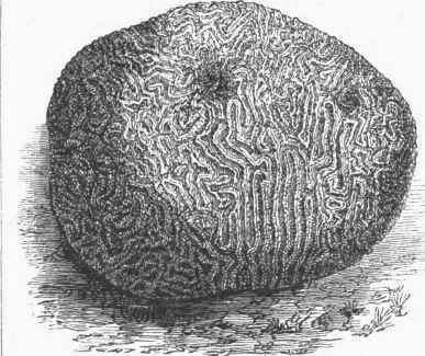 Meandrina (Diploria) cerebriformis.