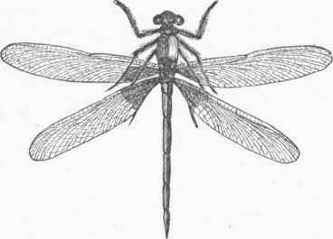 Agrion.