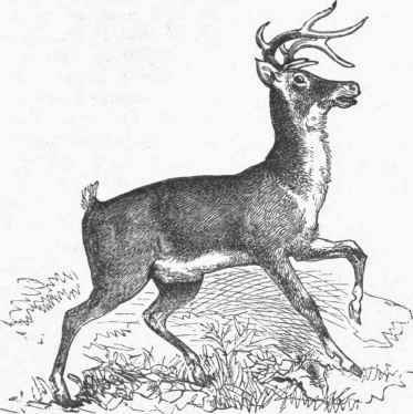 American Deer (Cariacus Virginianus).