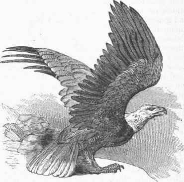 Bald Eagle (Haliaetus leucocephalus).