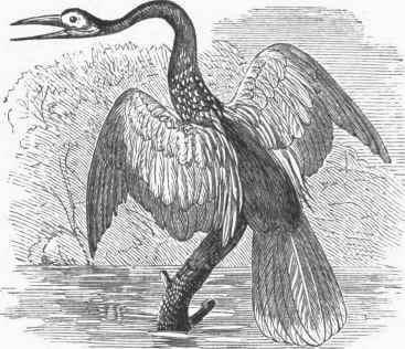 Black bellied Darter (Plotus anhinga).