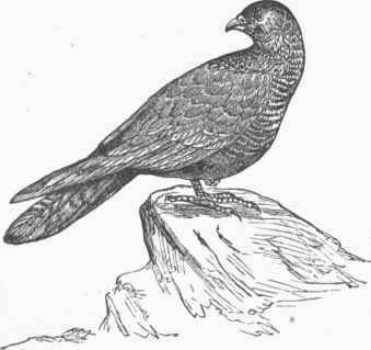 Brazilian Eagle, or Caracara (Polyborus tharus).