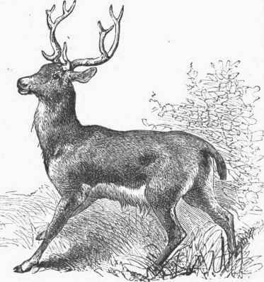 Californian or Black tailed Deer.