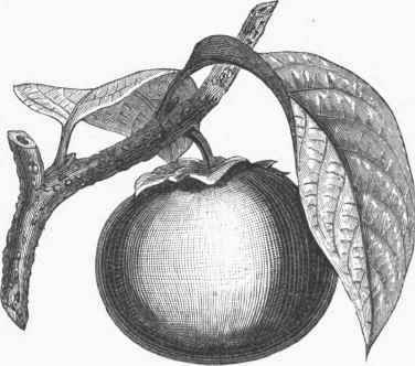 Chinese Date Plum (Diospyros kaki).