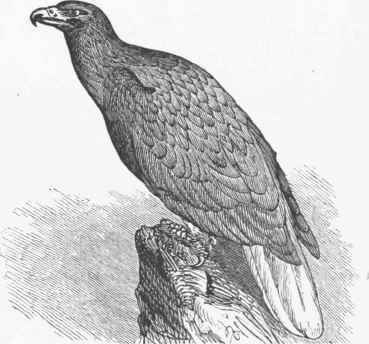 Cinereous Sea Eagle (Haliaetus albicilla).