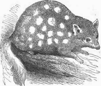 Common Dasyure (Dasyurus viverrinus).