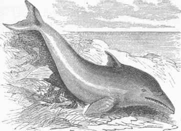 Common Dolphin (Delpbinus delphis).