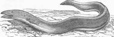 Conger Eel (Conger occidentalis).