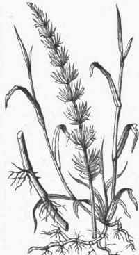 Couch Grass (Triticum repens).