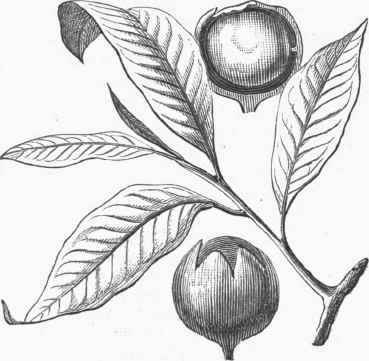 Cow Tree   Leaves and Fruit.
