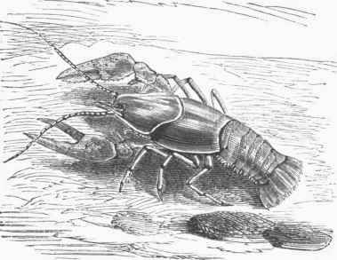Crawfish (Astacus fluviatilis).