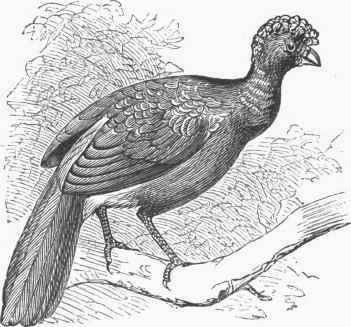 Crested Curassow (Crax alector).