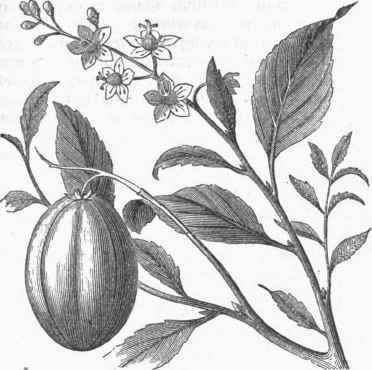Croton tigium.