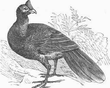 Cushew Curassow (Pauxi galeata).