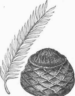 Cycadoidea megalophylla Cone and Leaf.