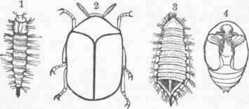 Dermestes 06005
