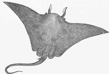 Devil Fish (Cephaloptera vampyrus).