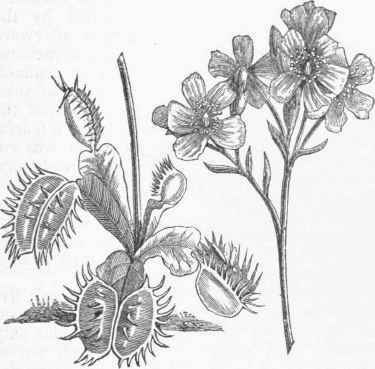 Dionaea muscipula.