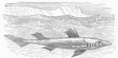 Dog Fish (Acanthias Americana).