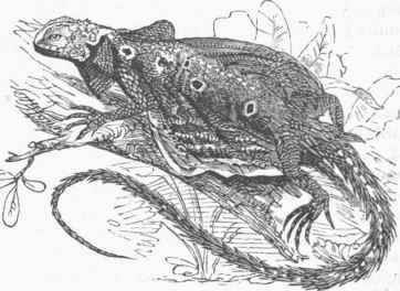 Draco fimbriatus.