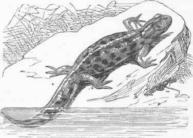 Eft (Lissotriton punctatus).